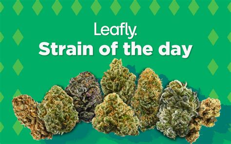 ysl strain|leafly cannabis strains.